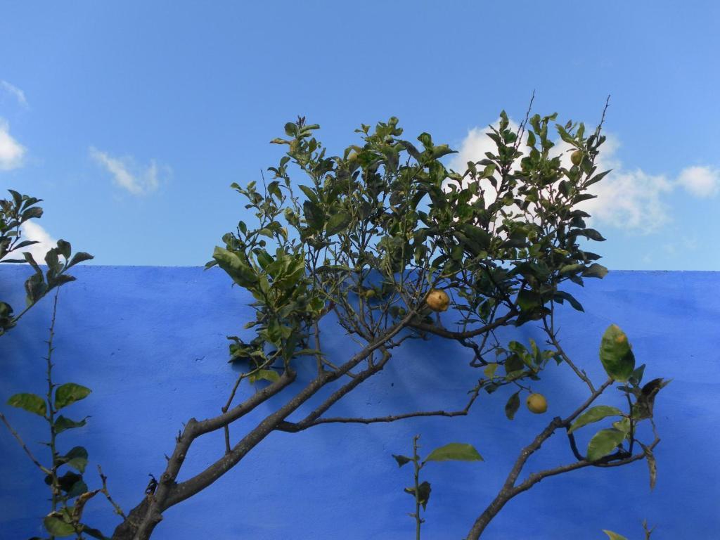Lemon Tree Hostel Areia Branca Buitenkant foto